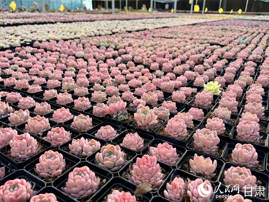 蘭州鑫源現(xiàn)代農(nóng)業(yè)休閑觀光旅游景區(qū)多肉大棚。人民網(wǎng)記者 焦隆攝