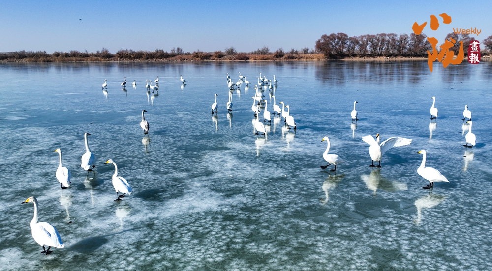 金塔 候鳥與濕地的詩意圖景