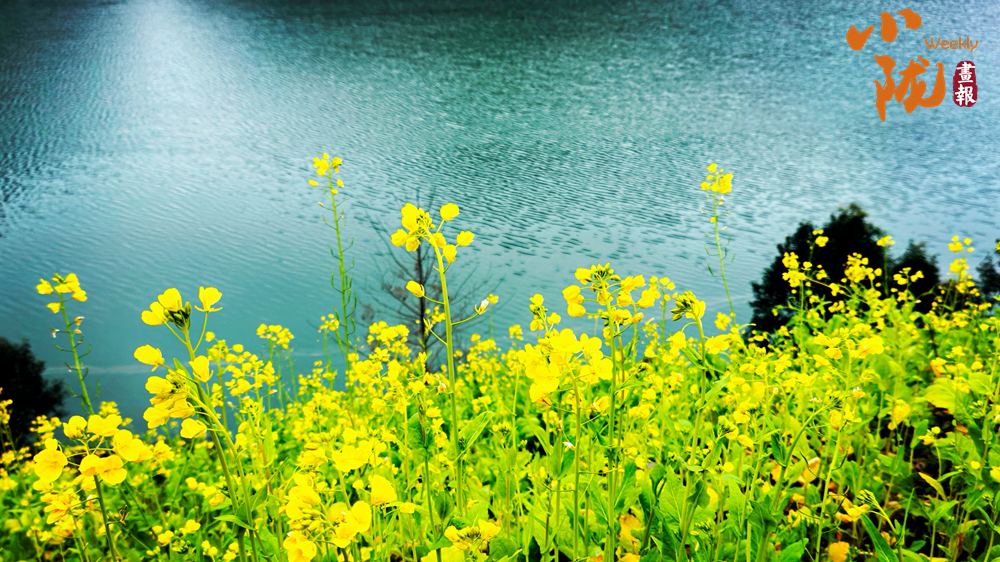 【小隴畫報·473期】春到文縣早 花開碧水間