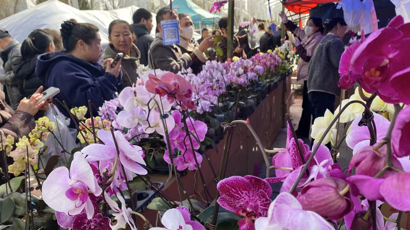 春意滿金城 三月花如海——2026年蘭州花卉展銷會現(xiàn)場見聞