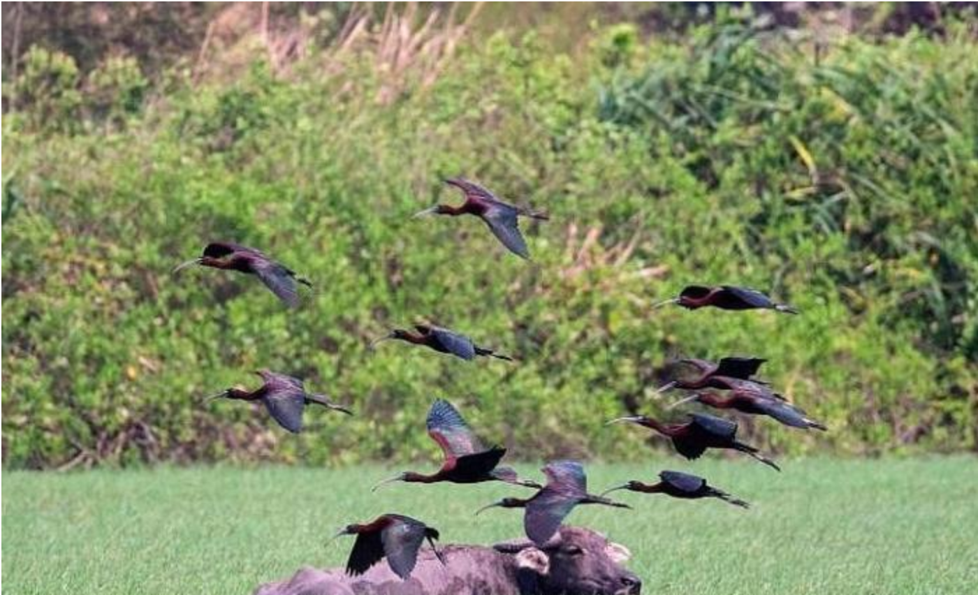 濕地守護者薛美麗：它就像自己的孩子一樣