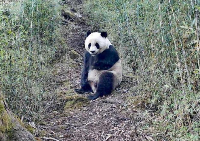 甘肅境內(nèi)野生大熊貓出鏡頻率呈現(xiàn)高度密集特征