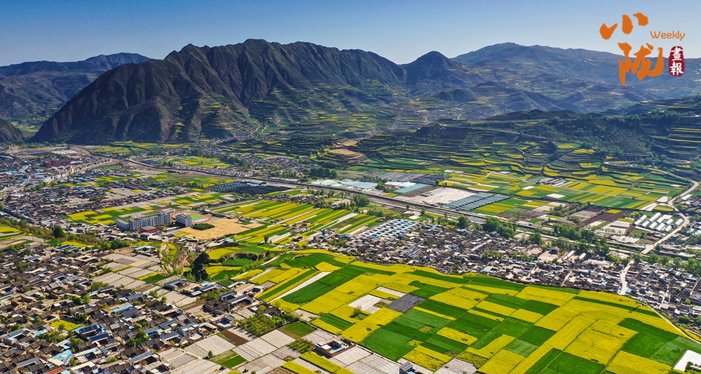 【小隴畫報·494期】武山：花海與梯田共譜的田園交響