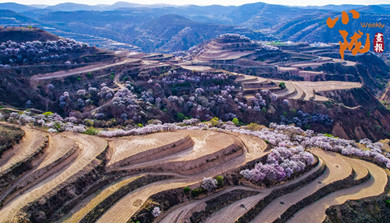 華池：黃土塬上披綠裝 山花爛漫競芬芳