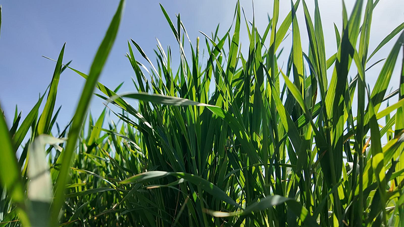 金塔：科技賦能育“豐”景 滴灌潤麥促增收